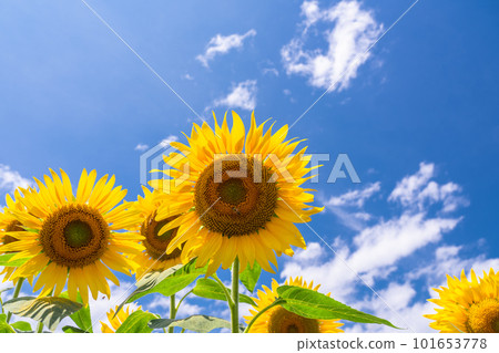 向日葵，夏天圖像 101653778