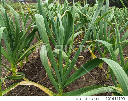 Garlic survives the cold winter and grows in the spring Garlic survives the cold winter and grows in the spring 101654193