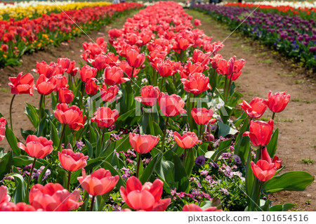 Brilliant tulip fields Brilliant tulip fields 101654516