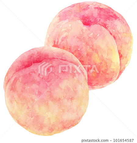 Peach illustration drawn by watercolor Two peaches side by side Peach illustration drawn by watercolor Two peaches side by side 101654587