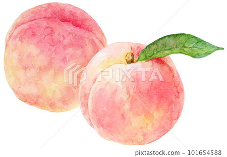 Illustration of two peaches painted by watercolor Peach with leaves 101654588
