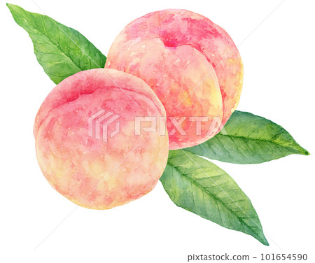 Illustration of two peaches drawn in watercolor Leaves in the background 101654590
