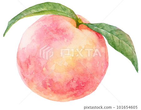 用水彩畫的桃子插圖 桃子果實有兩片葉子 101654605