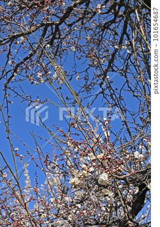 Kawaguchi Stroll: White plum blossoms on the precincts of Ketsudenji Temple, Higashihongo, Kawaguchi City Kawaguchi Stroll: White plum blossoms on the precincts of Ketsudenji Temple, Higashihongo, Kawaguchi City 101654687
