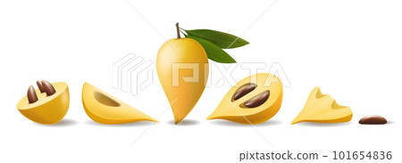 Eggfruit realistic isolated illustration 101654836