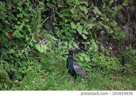 A pheasant looking up to eat the leaves of the stone wall 101654936
