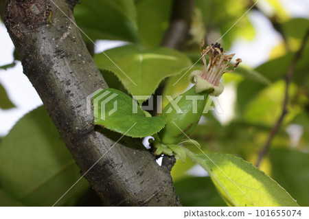 Quince fruit, fruiting Quince fruit, fruiting 101655074