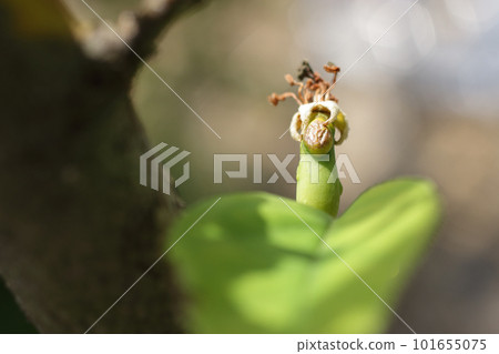 Quince fruit, fruiting Quince fruit, fruiting 101655075