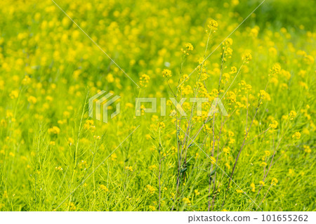 春田油菜花背景a-1 101655262