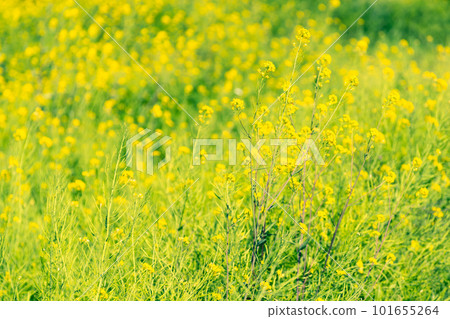 春天田野裡盛開的油菜花背景a-2 強調暖色和冷色 101655264