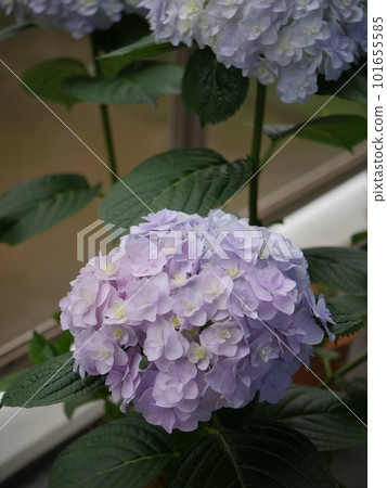 The world of hydrangeas, a wonderful expression, and the transition of colors is beautiful. copy space The world of hydrangeas, a wonderful expression, and the transition of colors is beautiful. copy space 101655585