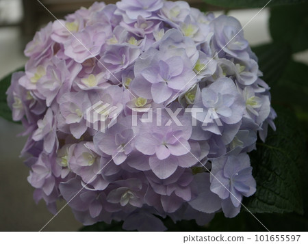 The world of hydrangeas, a wonderful expression, and the transition of colors is beautiful. copy space 101655597