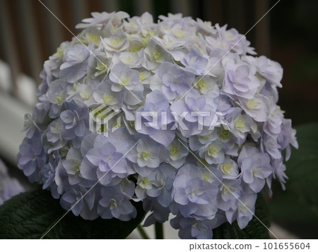 The world of hydrangeas, a wonderful expression, and the transition of colors is beautiful. copy space The world of hydrangeas, a wonderful expression, and the transition of colors is beautiful. copy space 101655604