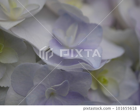 The world of hydrangeas, a wonderful expression, and the transition of colors is beautiful. copy space The world of hydrangeas, a wonderful expression, and the transition of colors is beautiful. copy space 101655618