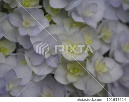 The world of hydrangeas, a wonderful expression, and the transition of colors is beautiful. copy space The world of hydrangeas, a wonderful expression, and the transition of colors is beautiful. copy space 101655624