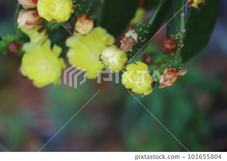 cactus flowers and buds 101655804