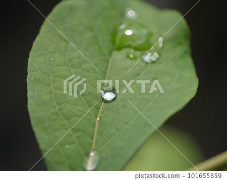 Lush leaves. Green to cheer you up. Nice green. "Young power." Water droplets glistening on the leaves. Lush leaves. Green to cheer you up. Nice green. "Young power." Water droplets glistening on the leaves. 101655859