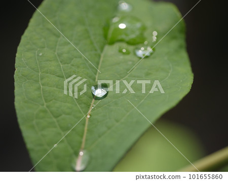 茂盛的葉子。綠色讓你振作起來。漂亮的綠色。 “年輕的力量。”水滴在樹葉上閃閃發光。 茂盛的葉子。綠色讓你振作起來。漂亮的綠色。 “年輕的力量。”水滴在樹葉上閃閃發光。 101655860