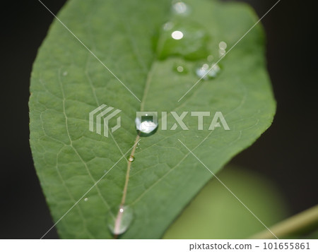 茂盛的葉子。綠色讓你振作起來。漂亮的綠色。 “年輕的力量。”水滴在樹葉上閃閃發光。 茂盛的葉子。綠色讓你振作起來。漂亮的綠色。 “年輕的力量。”水滴在樹葉上閃閃發光。 101655861