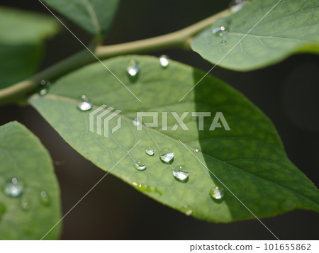 Lush leaves. Green to cheer you up. Nice green. "Young power." Water droplets glistening on the leaves. Lush leaves. Green to cheer you up. Nice green. "Young power." Water droplets glistening on the leaves. 101655862