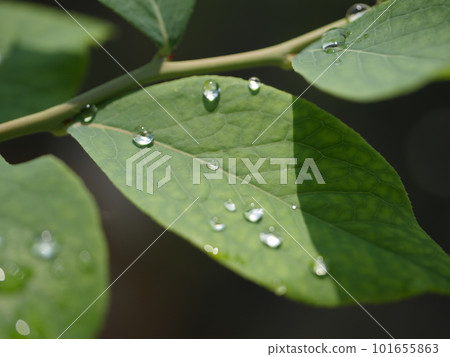 茂盛的葉子。綠色讓你振作起來。漂亮的綠色。 “年輕的力量。”水滴在樹葉上閃閃發光。 茂盛的葉子。綠色讓你振作起來。漂亮的綠色。 “年輕的力量。”水滴在樹葉上閃閃發光。 101655863