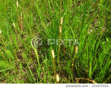 筑紫 筑紫 101655910