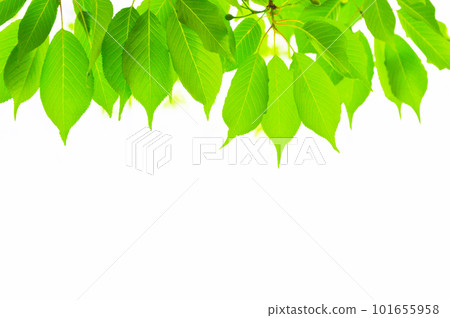 Fresh green background Sakura leaves Fresh green background Sakura leaves 101655958