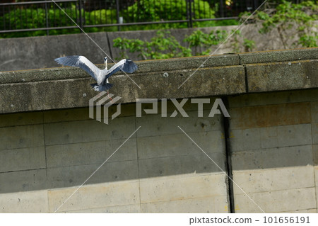 Heron Ashio River 101656191