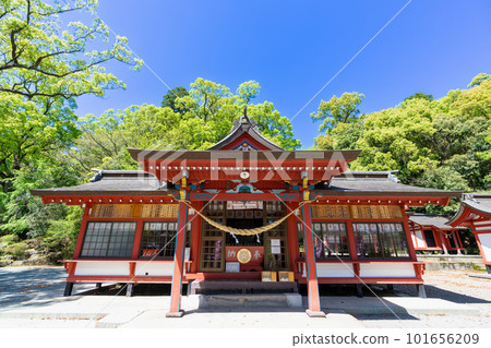 《Kagoshima Prefecture》Large Kusu of fresh green Gamo, Gamo Hachiman Shrine 101656209