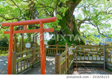 《Kagoshima Prefecture》Large Kusu of fresh green Gamo, Gamo Hachiman Shrine 《Kagoshima Prefecture》Large Kusu of fresh green Gamo, Gamo Hachiman Shrine 101656223
