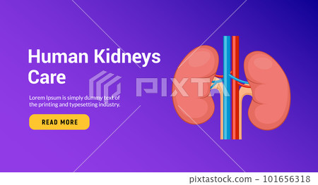 Vector renal human kidney organ care. Kidney disease anatomy medical poster. Vector renal human kidney organ care. Kidney disease anatomy medical poster. 101656318