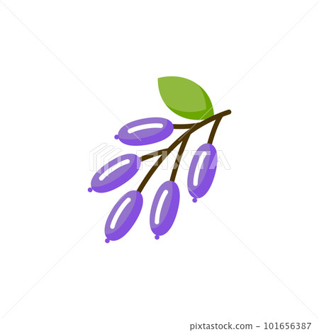 Barberine food icon. Barberry thyme rosemary indian plant organic vitamin. Barberine food icon. Barberry thyme rosemary indian plant organic vitamin. 101656387