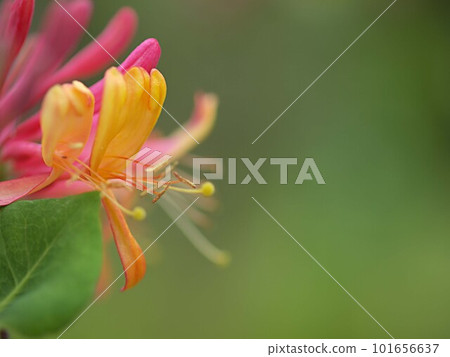 金銀花盛開 金銀花盛開 101656637