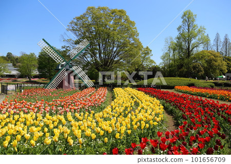 Hyogo Prefectural Flower Center / Tulip Festival [Kasai City] 101656709