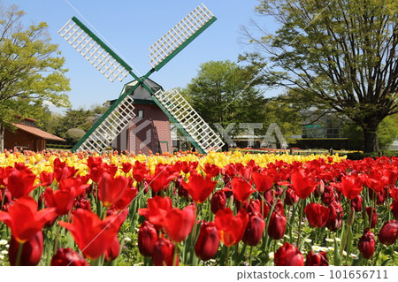 Hyogo Prefectural Flower Center / Tulip Festival [Kasai City] 101656711