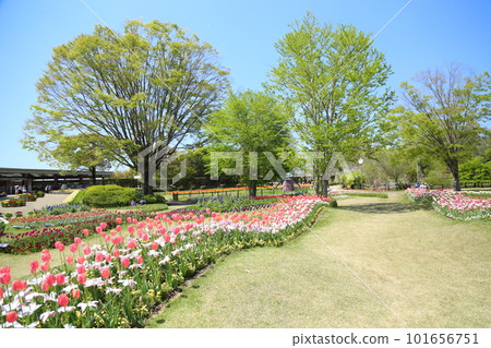 Hyogo Prefectural Flower Center / Tulip Festival [Kasai City] 101656751
