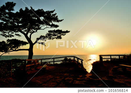 Tateishi Park: Evening view of pine trees with the Pacific Ocean in the background Tateishi Park: Evening view of pine trees with the Pacific Ocean in the background 101656814