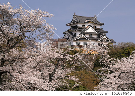 National Treasure Hikone Castle tower surrounded by Yoshino cherry trees in full bloom National Treasure Hikone Castle tower surrounded by Yoshino cherry trees in full bloom 101656840