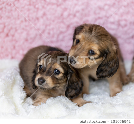 Sitting Kaninchen Dachshund 101656941