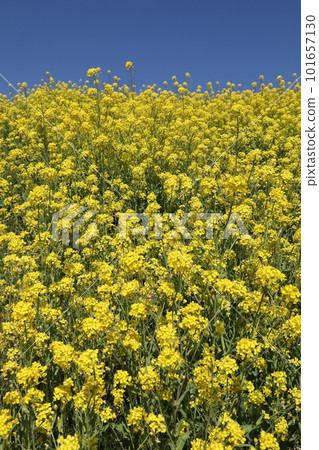 Rape blossoms shining in the blue sky 101657130