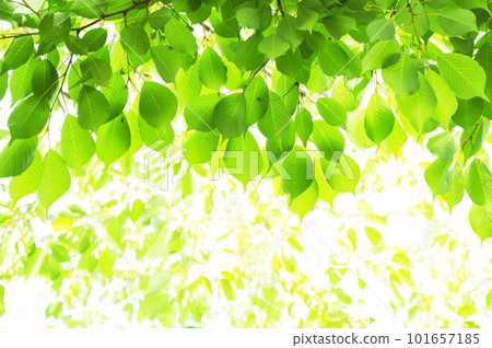 Fresh green background Sakura leaves Fresh green background Sakura leaves 101657185
