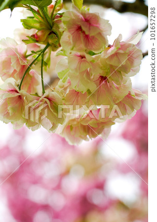 Cherry Blossoms Ukonzakura (Ukonzakura) in cosmetic bloom along the Shinano River Yasuragi embankment 101657298