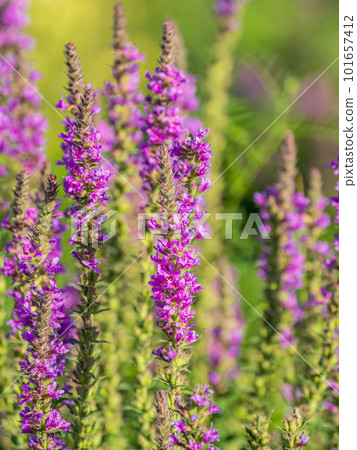 Summer Flowering Purple Loosestrife, Lythrum tomentosum on a green blured background. Summer Flowering Purple Loosestrife, Lythrum tomentosum on a green blured background. 101657412