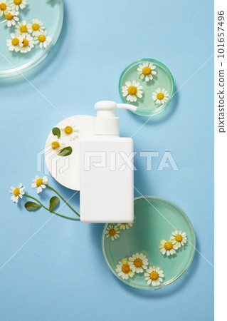 Top view of white empty bottle, fresh feverfew on petri dish, on blue background. Mockup scene for cosmetic product of feverfew (tanacetum parthenium) extract. Advertising photo, copy space. Top view of white empty bottle, fresh feverfew on petri dish, on blue background. Mockup scene for cosmetic product of feverfew (tanacetum parthenium) extract. Advertising photo, copy space. 101657496