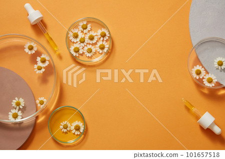 Fresh feverfew in the petri dish, the tubes of its essence, which have antioxidant properties, on orange background. Mockup scene of cosmetic product. Space for text and design. Top view, flat lay. 101657518