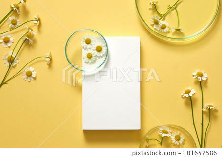 A white rectangle podium with a petri dish placed on and many Feverfew flowers (Tanacetum parthenium) around. Top view. Natural organic beauty cosmetics concept. A white rectangle podium with a petri dish placed on and many Feverfew flowers (Tanacetum parthenium) around. Top view. Natural organic beauty cosmetics concept. 101657586