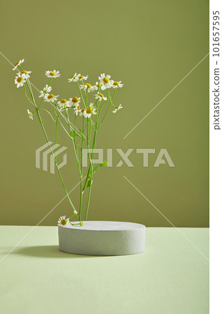 A podium or pedestal decorated with Feverfew flowers (Tanacetum parthenium) on light background. Blank space for cosmetic product display 101657595