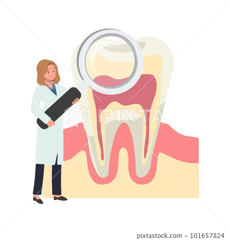 Dental medical , teeth check up concept. female Dentist with a big magnifying and teeth. searching anatomy of tooth. Flat vector cartoon illustration 101657824
