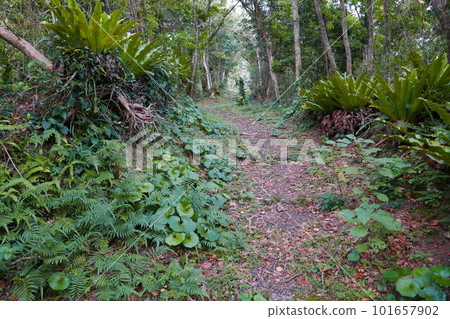 Remote and isolated hidden island Aogashima island in Tokyo, Japan 101657902