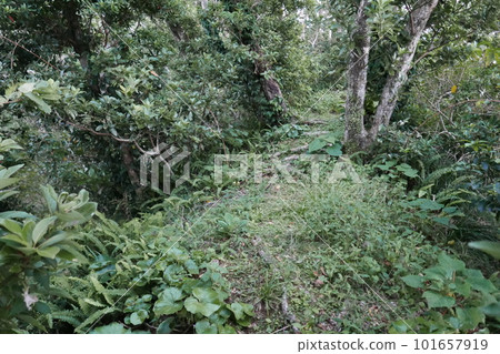 Remote and isolated hidden island Aogashima island in Tokyo, Japan 101657919